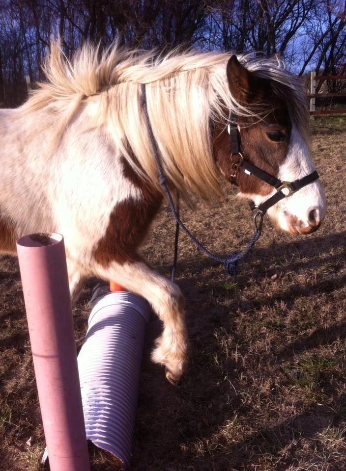 Pinto Baldur"SOLGT` billede 22