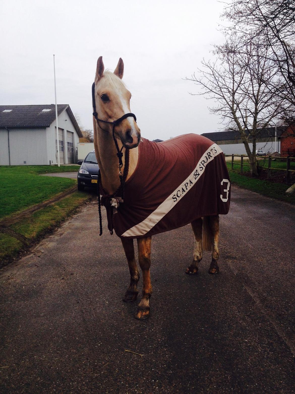 Palomino Rudolph's Cheyenne - Ude at gå en tur en kølig dag :) billede 14