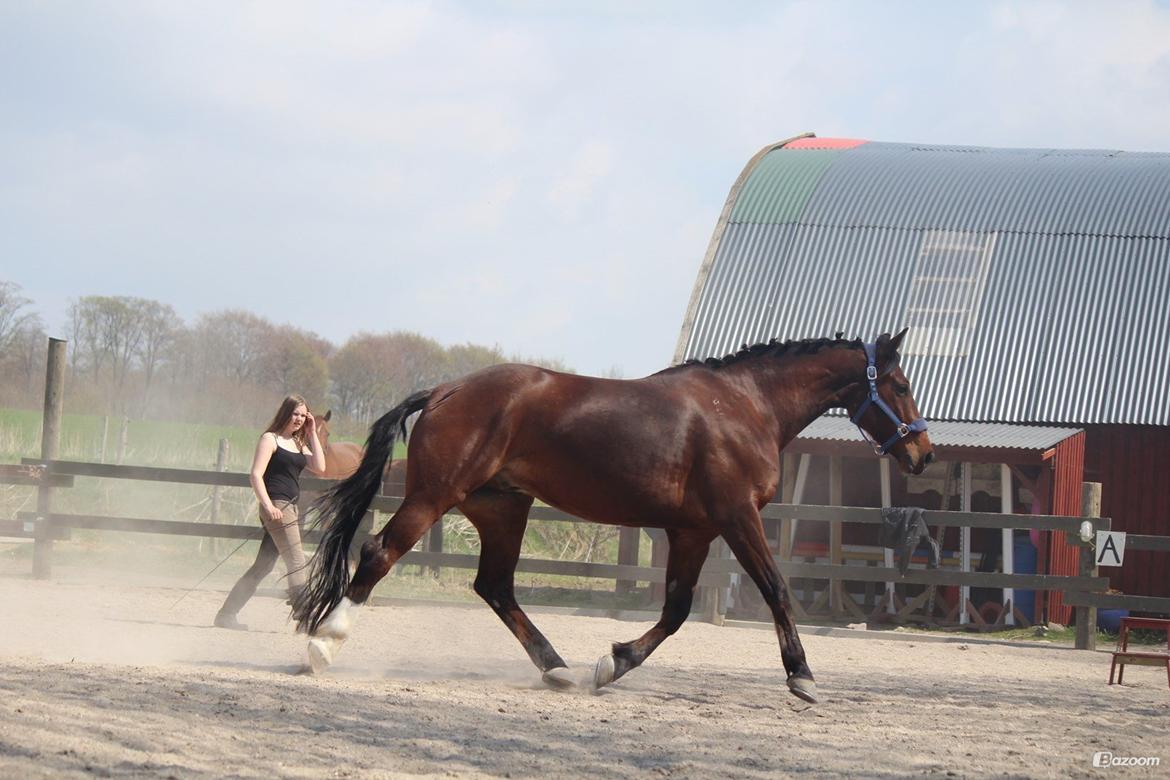 Pinto Pegasus | Soulmate | - 6. Løslongering på en dejlig sommerdag ;-)  billede 6