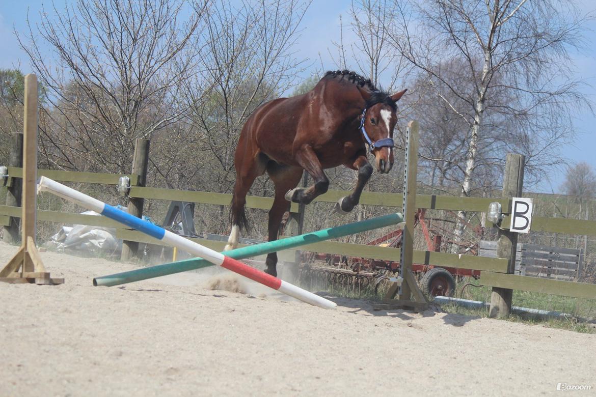 Pinto Pegasus | Soulmate | - 8. Løsspring med bassen <3 Han gjorde det så fint! :D billede 8