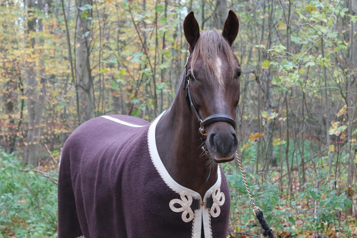 New Forest Jægersmindes Mel Gibson B-pony billede 24