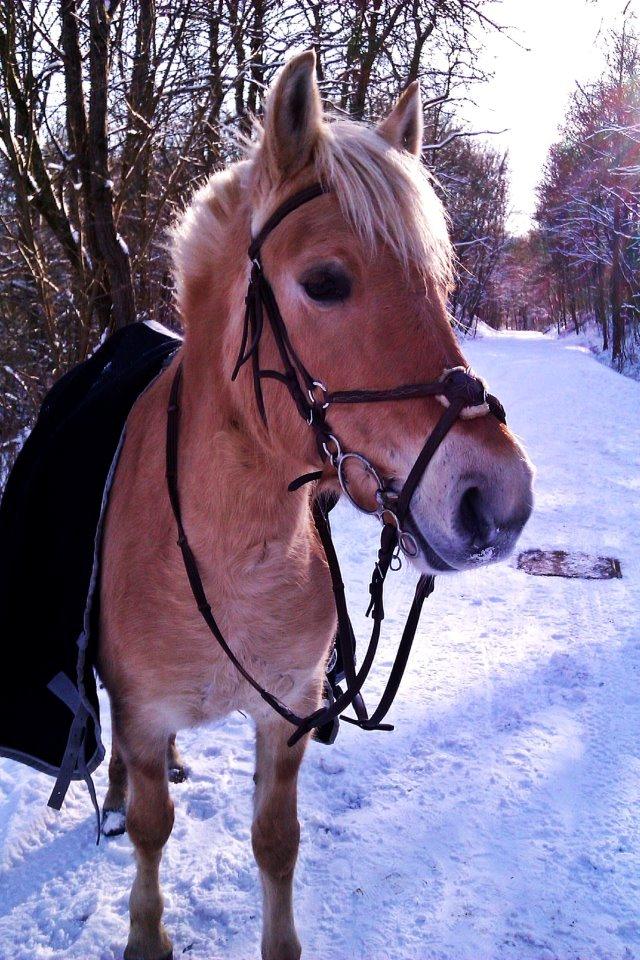 Fjordhest Stella billede 27