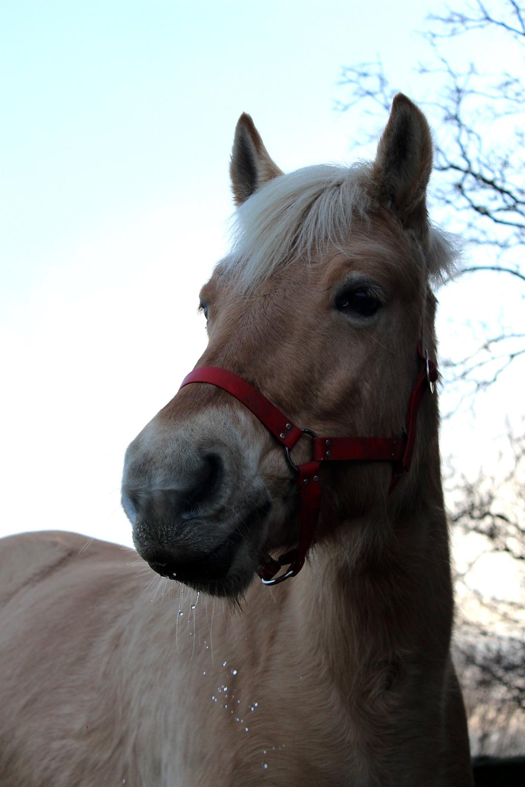 Fjordhest Stella billede 18
