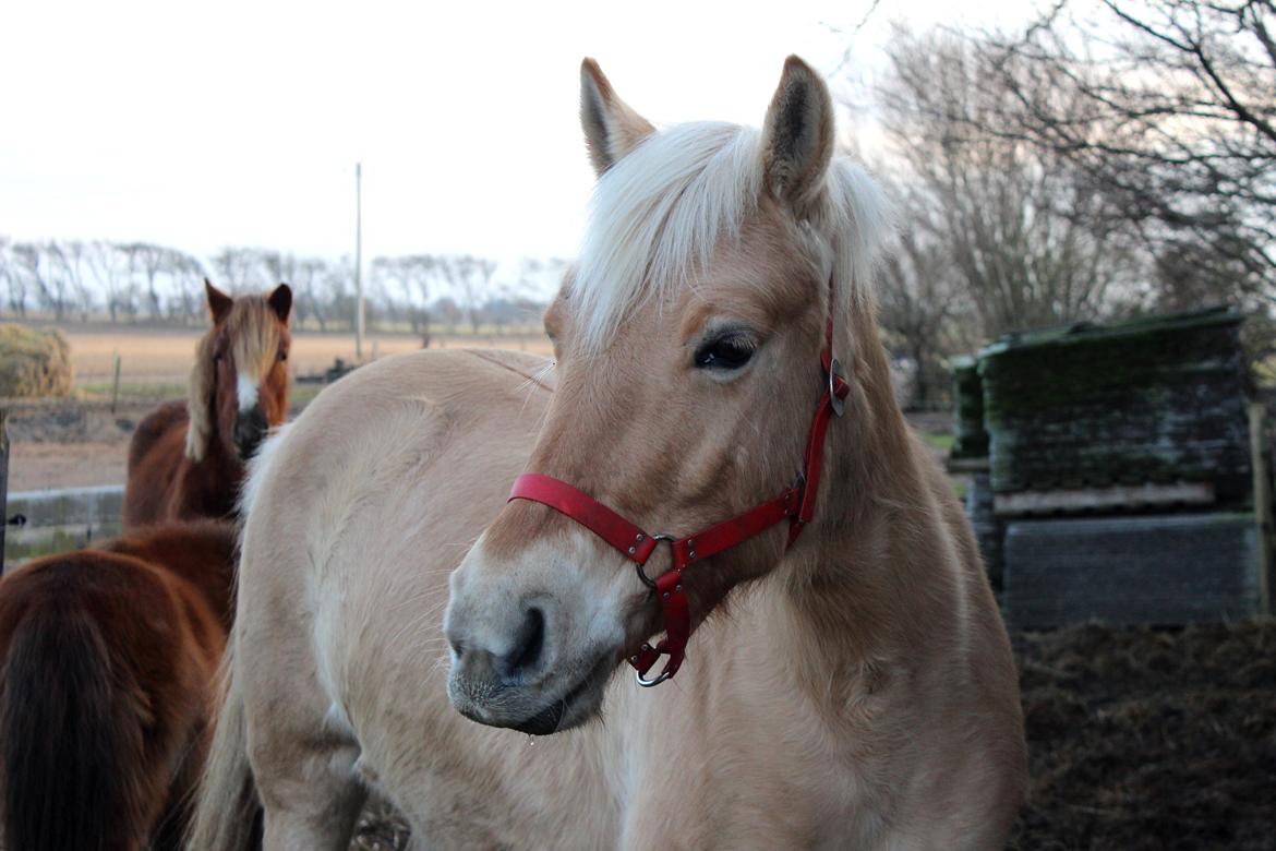 Fjordhest Stella billede 22