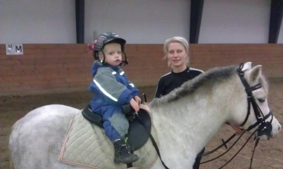 Welsh Mountain (sec A) Rosengårdens Penny Lane billede 1