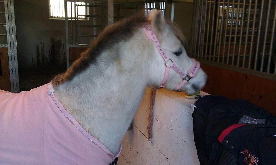 Welsh Mountain (sec A) Rosengårdens Penny Lane billede 2