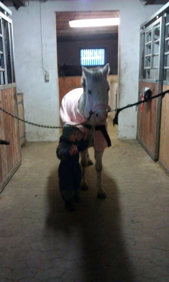 Welsh Mountain (sec A) Rosengårdens Penny Lane billede 3