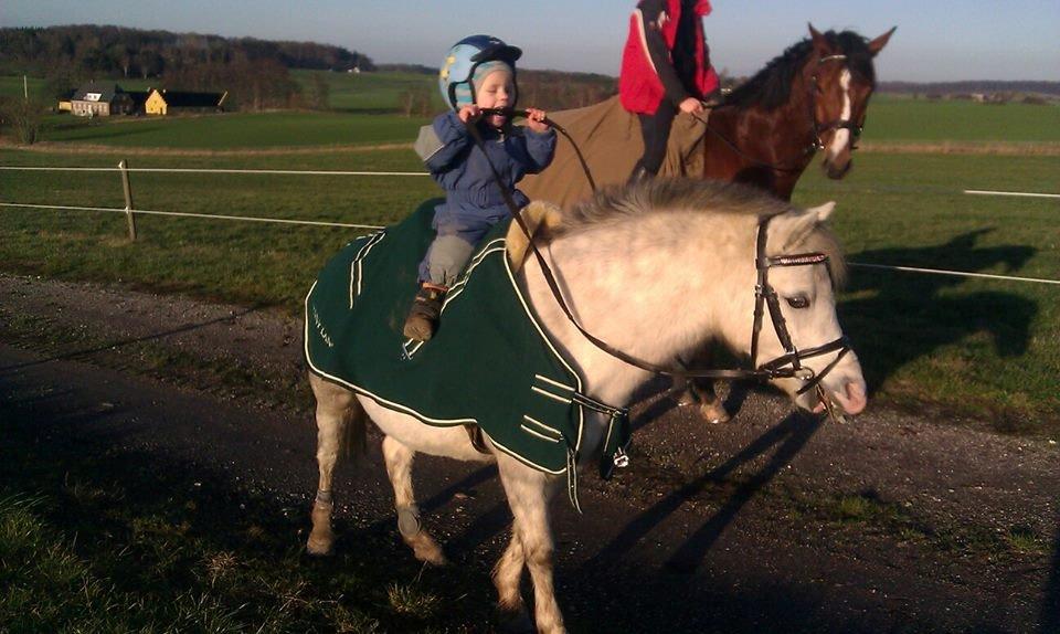 Welsh Mountain (sec A) Rosengårdens Penny Lane billede 4