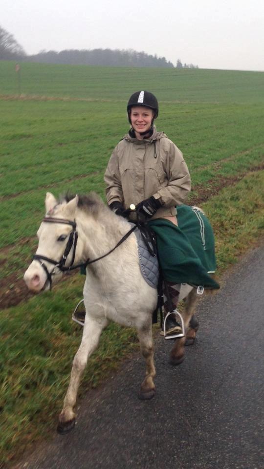 Welsh Mountain (sec A) Rosengårdens Penny Lane billede 5