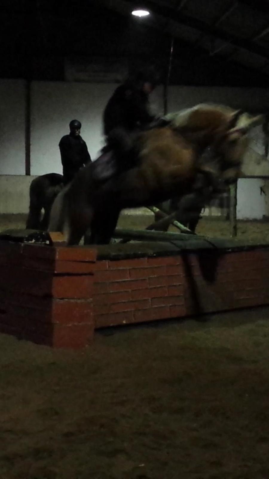 Palomino Golden Is Our Motto billede 2