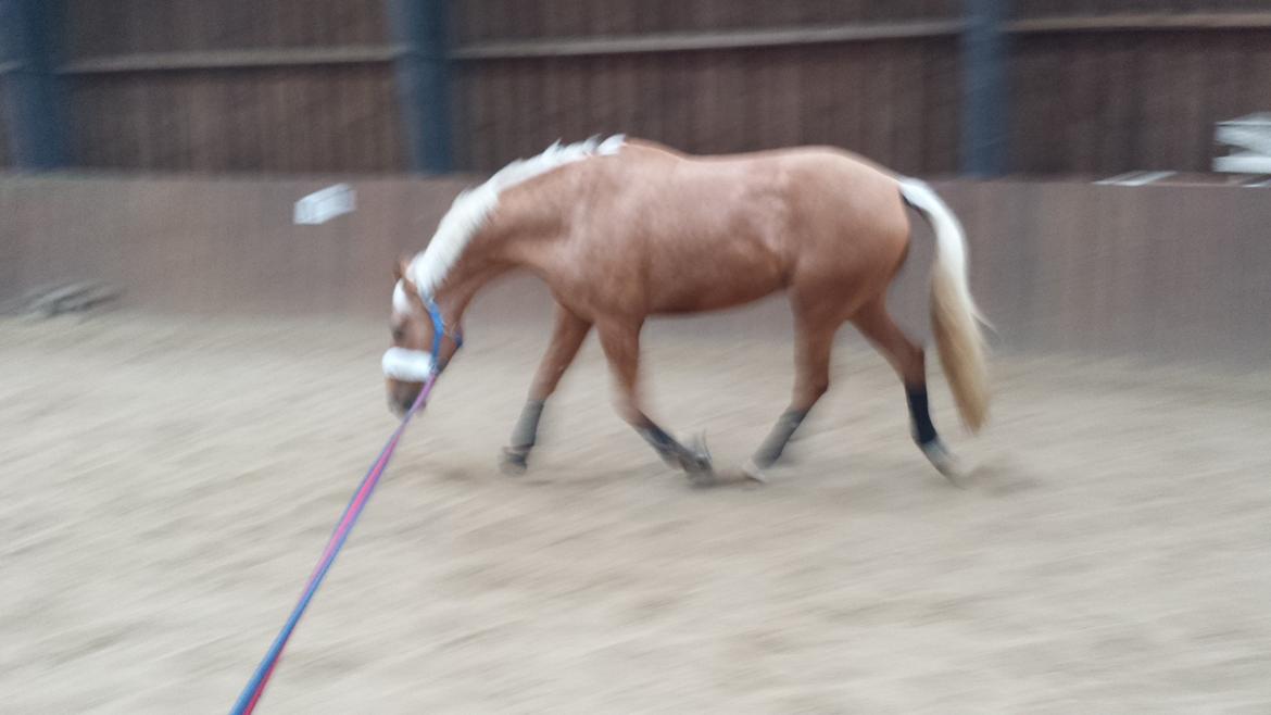 Palomino Golden Is Our Motto billede 4