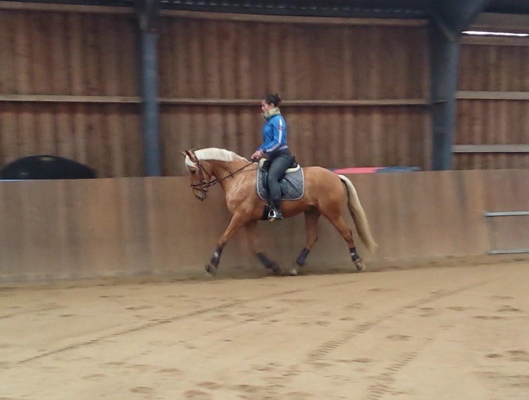 Palomino Golden Is Our Motto billede 1