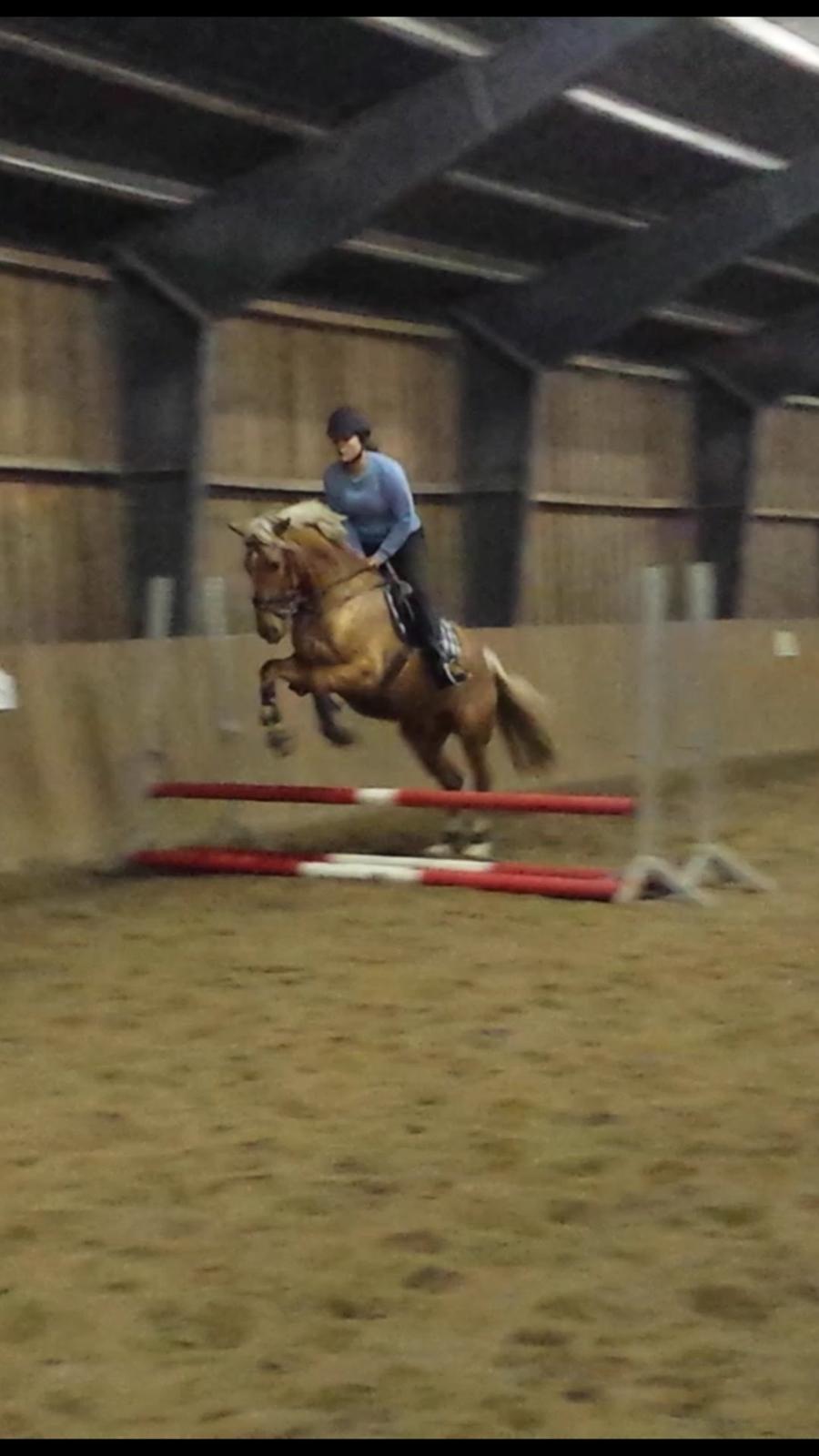 Palomino Golden Is Our Motto billede 3