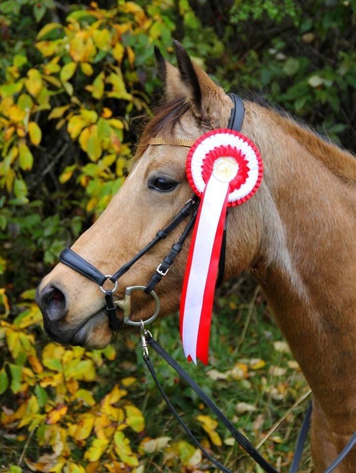 DSP Anemone Wales  billede 14