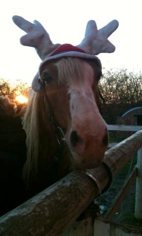 Haflinger Anjuska/Maluska billede 11