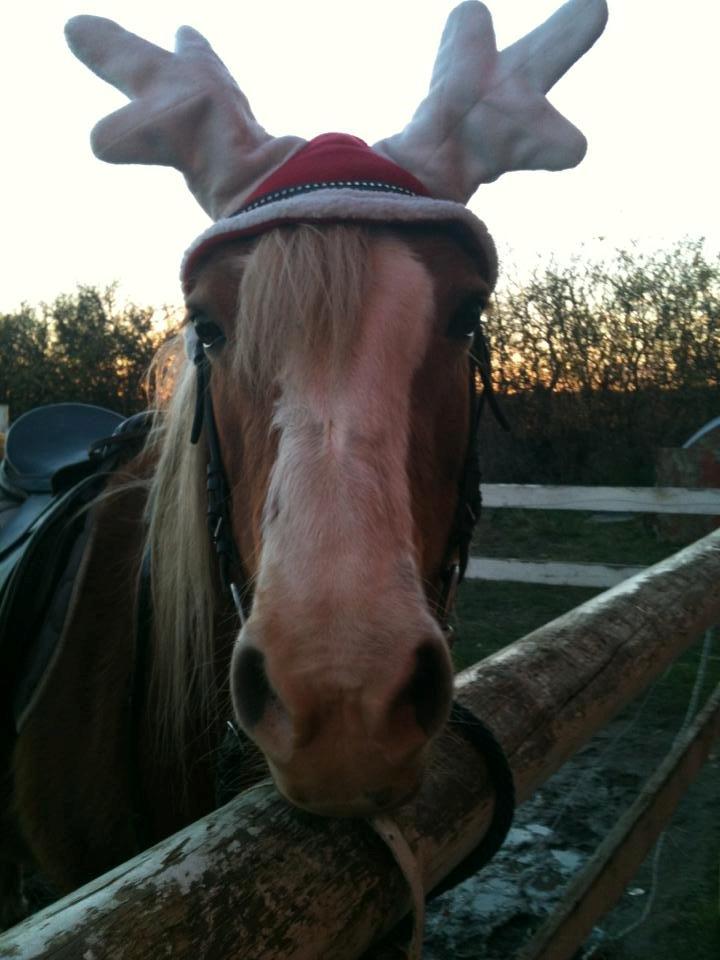 Haflinger Anjuska/Maluska billede 12