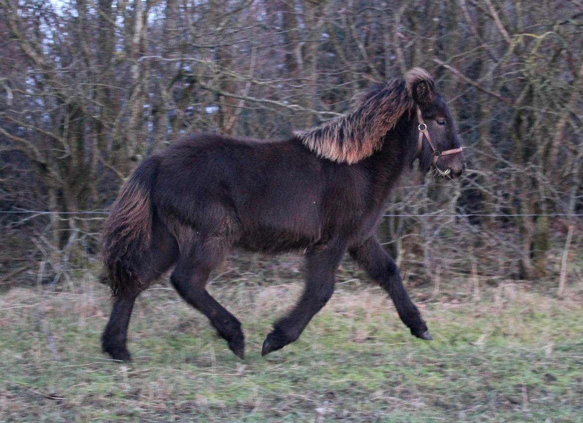Islænder Eygló Fra Rørsgaard billede 18