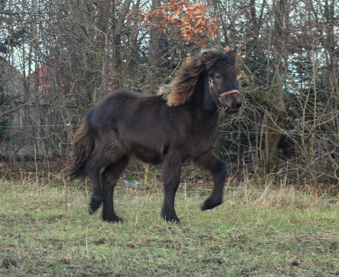 Islænder Eygló Fra Rørsgaard billede 19