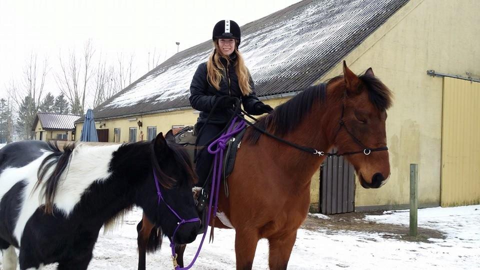 DSP ALMROTHS ALONSO - Min hingst er håndhest billede 8