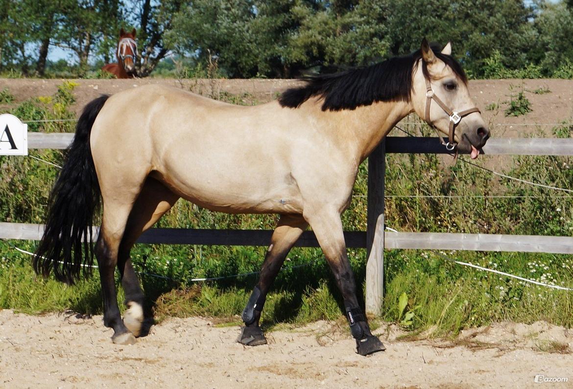 Connemara Lillevangs Emmeline (Emme). [tidl. Hest] - Hygge med den smukke på ridebanen <3 <3  billede 5