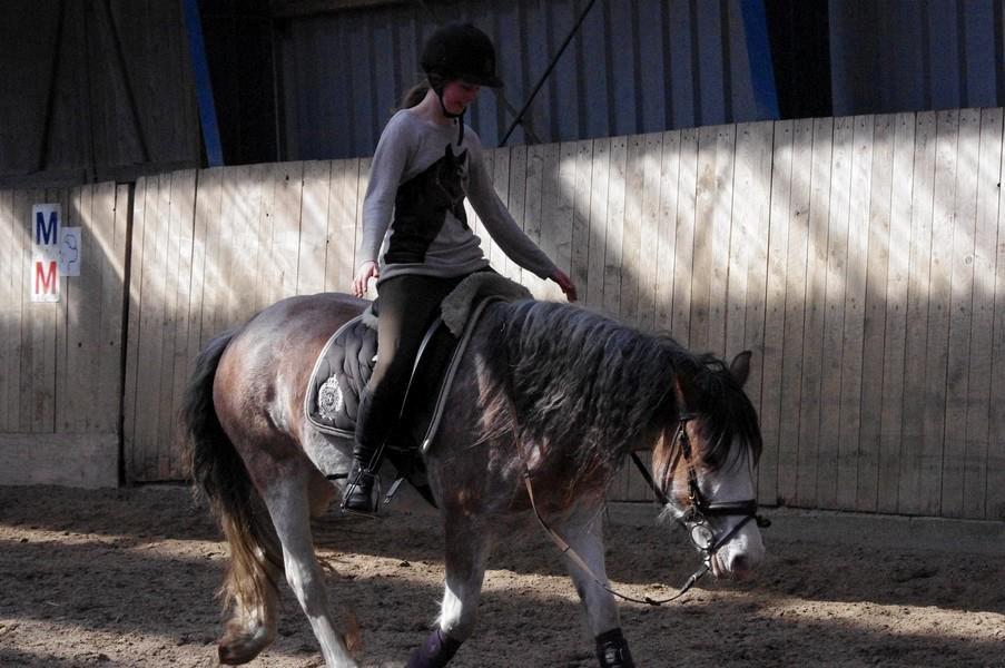 Irish Cob - Diamond [For evigt elsket] - Kun dig og mig <3 billede 17