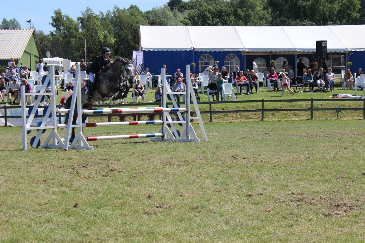 Connemara Hedegårdens Magic billede 8