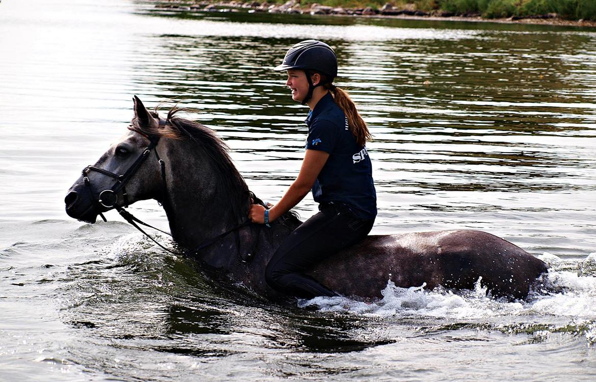 Connemara Hedegårdens Magic billede 10