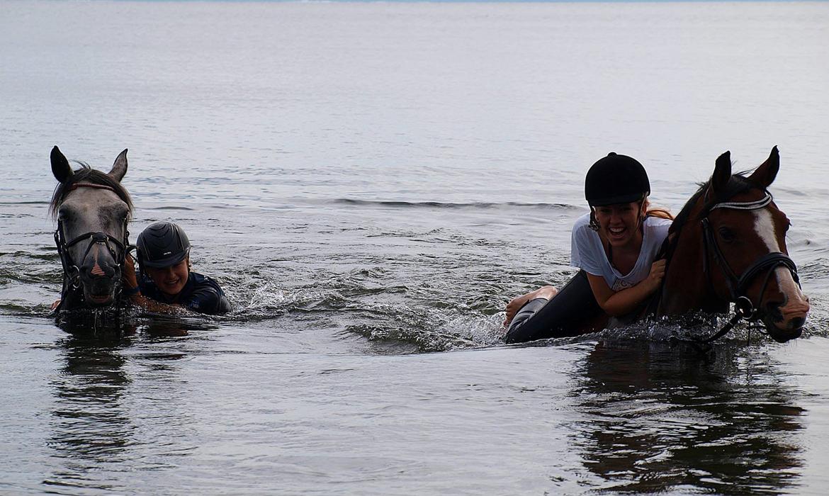 Connemara Hedegårdens Magic billede 11