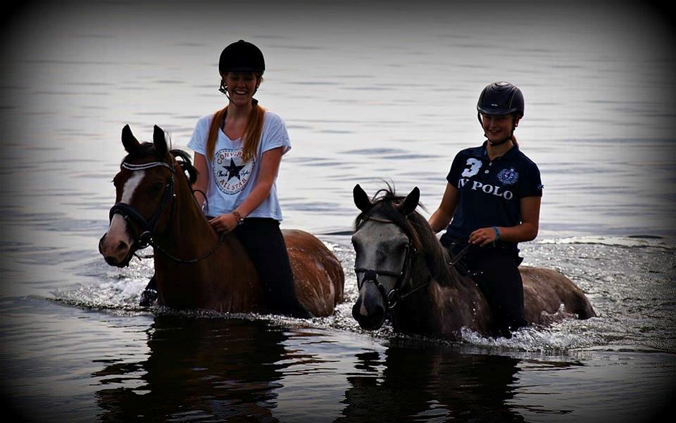 Connemara Hedegårdens Magic billede 7