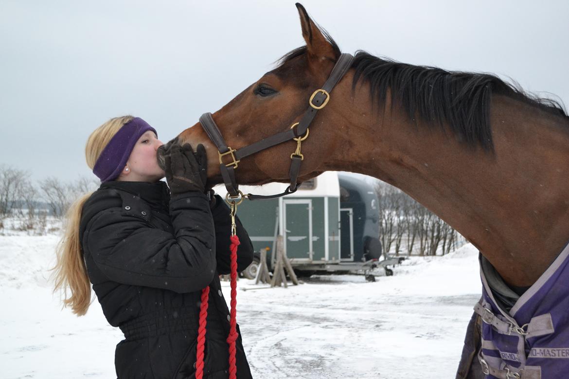 Dansk Varmblod Pierage - Babeeermyyyys!<3 billede 10