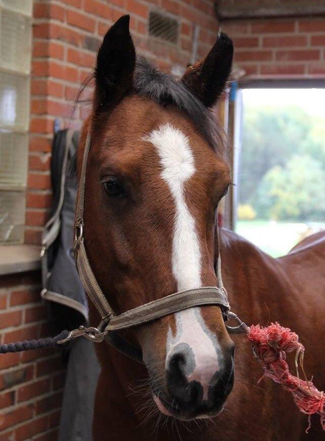 DSP Ilexus billede 1