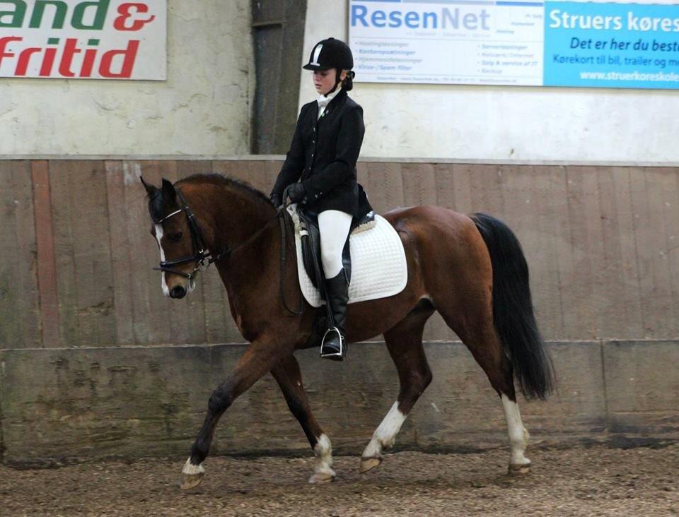 DSP Ilexus billede 4