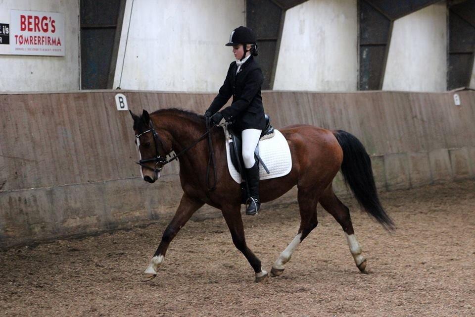 DSP Ilexus billede 5