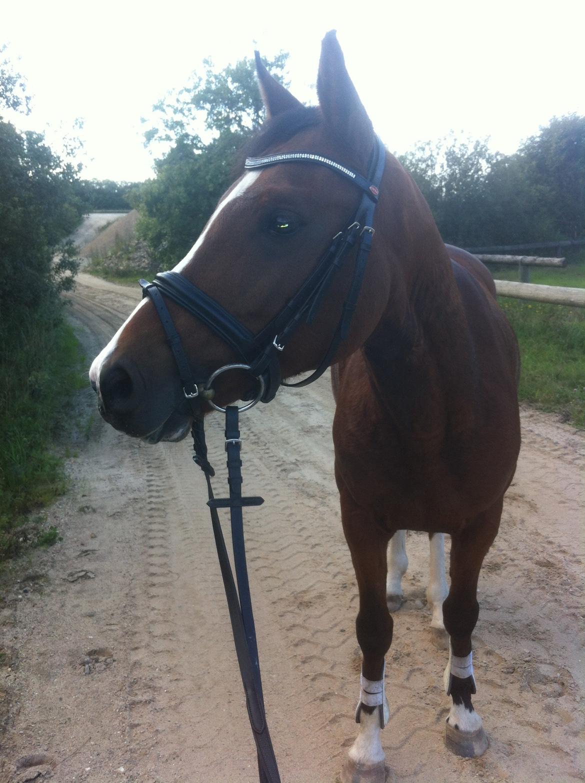 DSP Ilexus billede 6