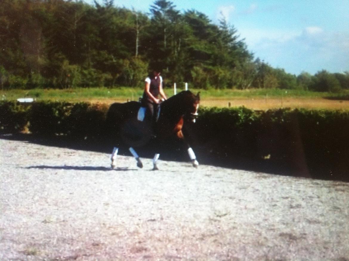 DSP Ilexus billede 7