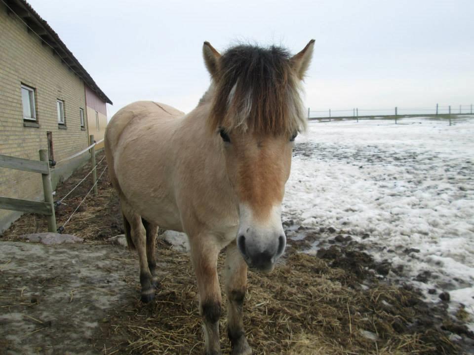 Fjordhest Curious just like me *Smilla* - Da hun stod hos min mor :)  billede 19