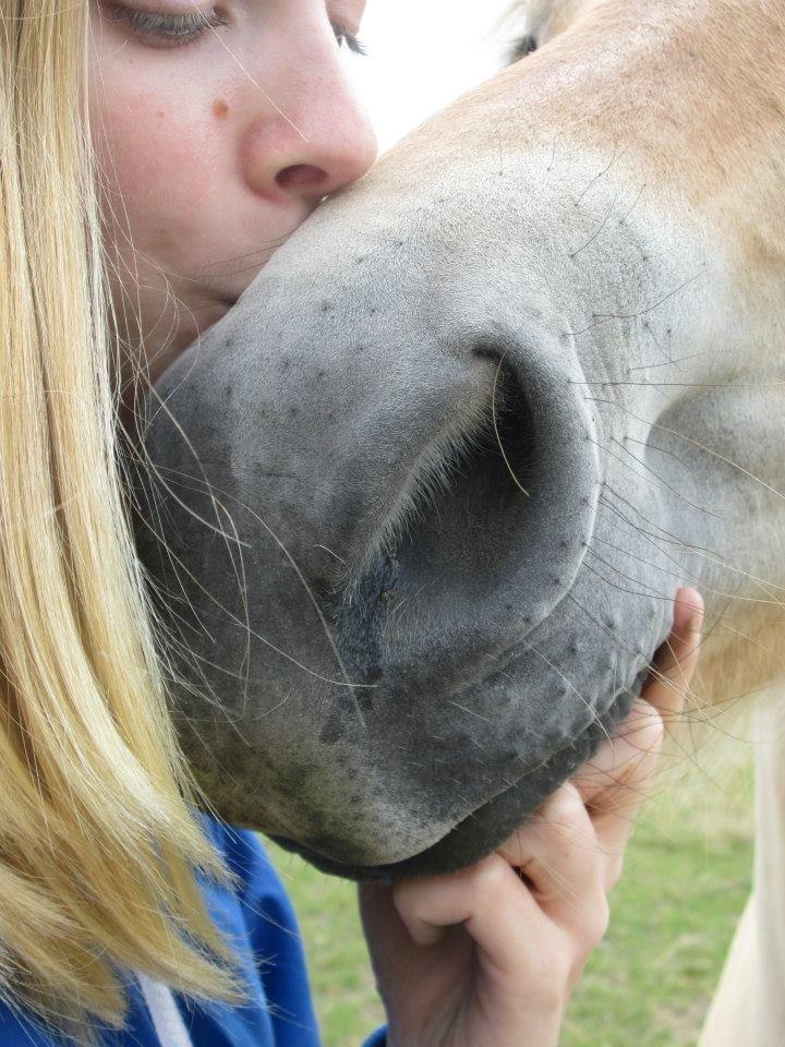 Fjordhest Curious just like me *Smilla* - <3 billede 25