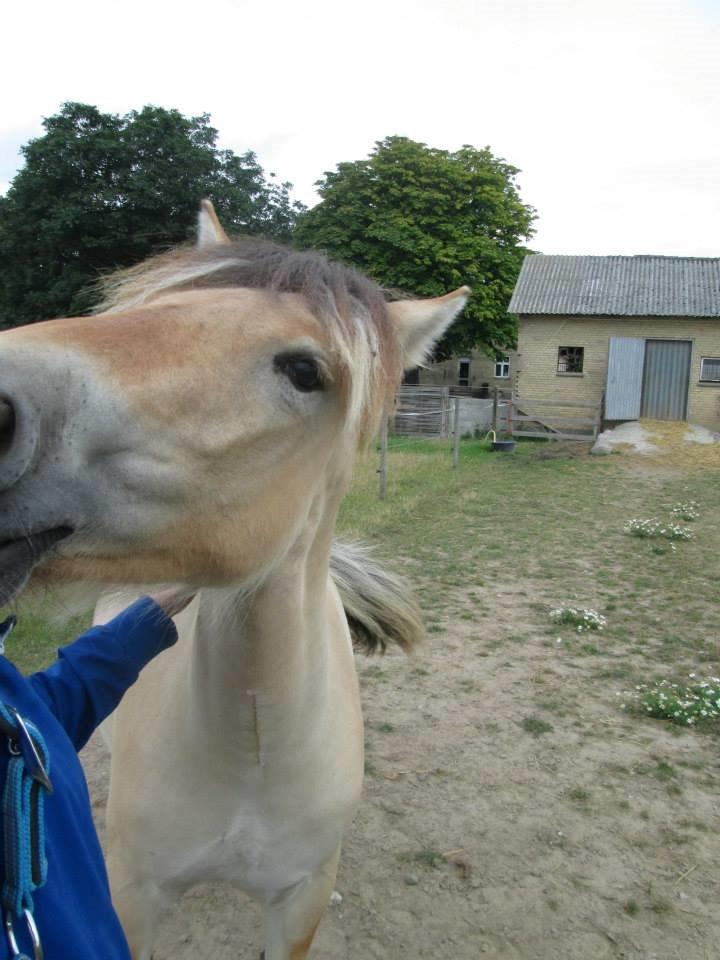 Fjordhest Curious just like me *Smilla* - Min kælepot <3 billede 26