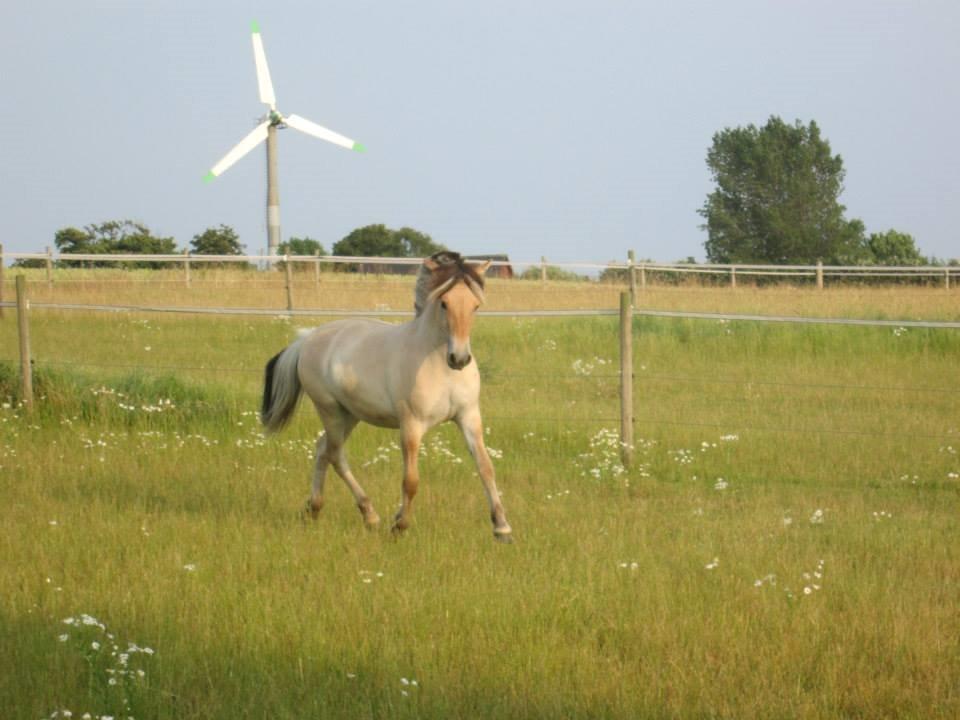 Fjordhest Curious just like me *Smilla* billede 31