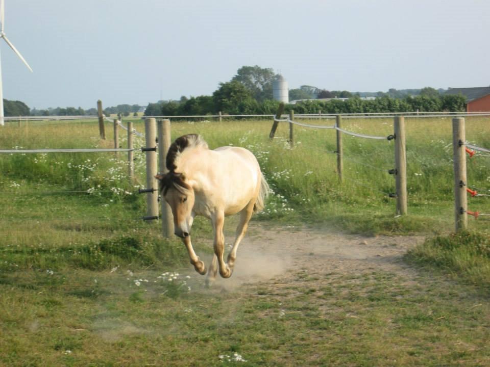 Fjordhest Curious just like me *Smilla* billede 30