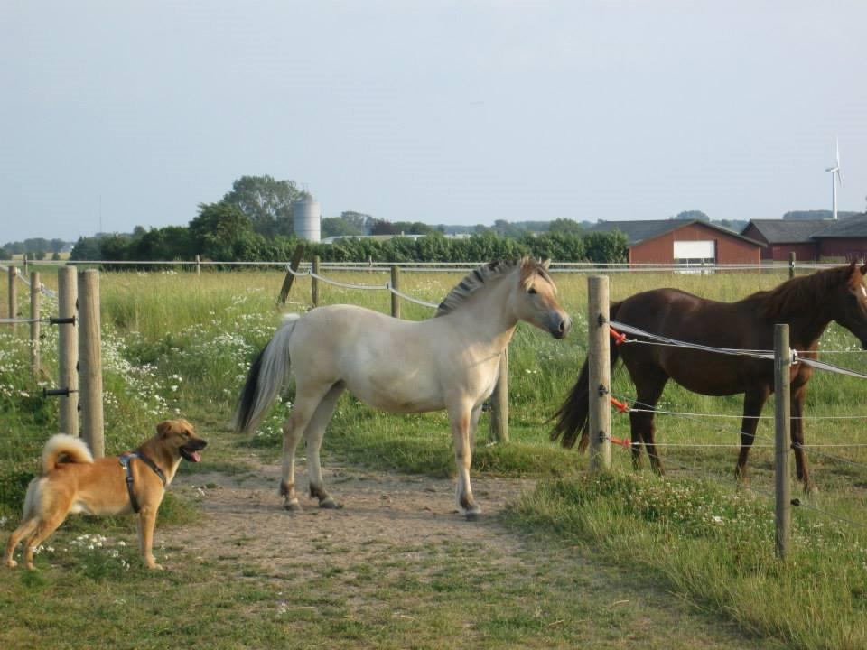 Fjordhest Curious just like me *Smilla* - <3 billede 29