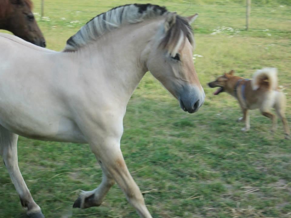 Fjordhest Curious just like me *Smilla* billede 28