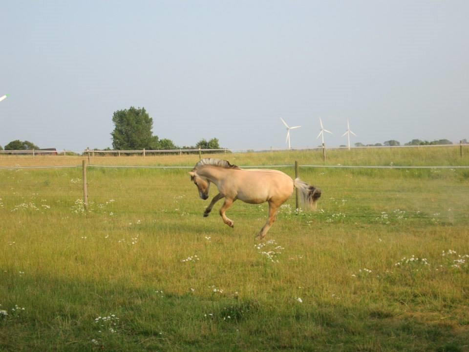 Fjordhest Curious just like me *Smilla* billede 32