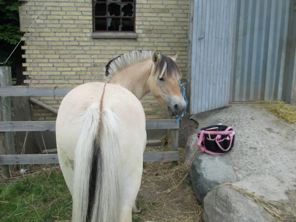 Fjordhest Curious just like me *Smilla* - Hun er bare så god til at stå stille :)  billede 24
