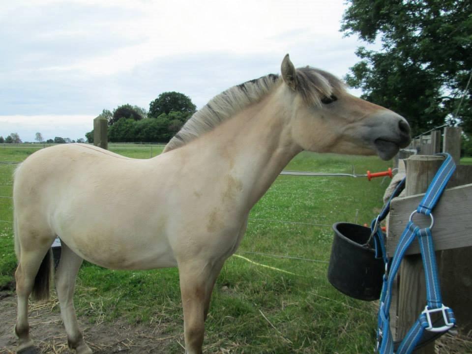 Fjordhest Curious just like me *Smilla* - <3 billede 23