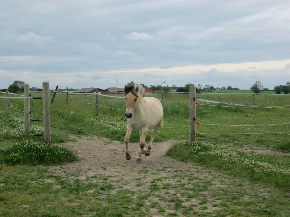 Fjordhest Curious just like me *Smilla* billede 27