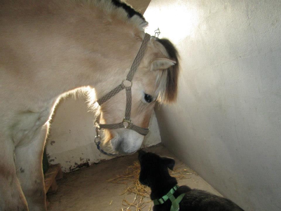 Fjordhest Curious just like me *Smilla* - Love <3 billede 20