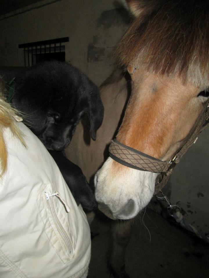 Fjordhest Curious just like me *Smilla* - Smilla møder Milo for anden gang :D 3/01-2014 billede 21