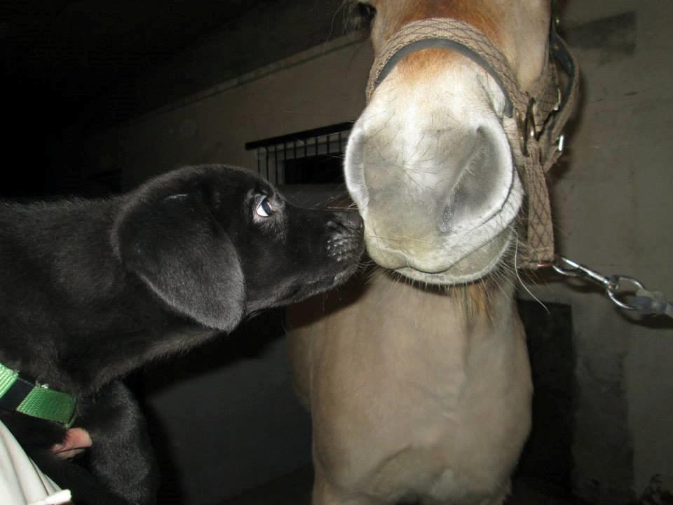 Fjordhest Curious just like me *Smilla* - <3 billede 22