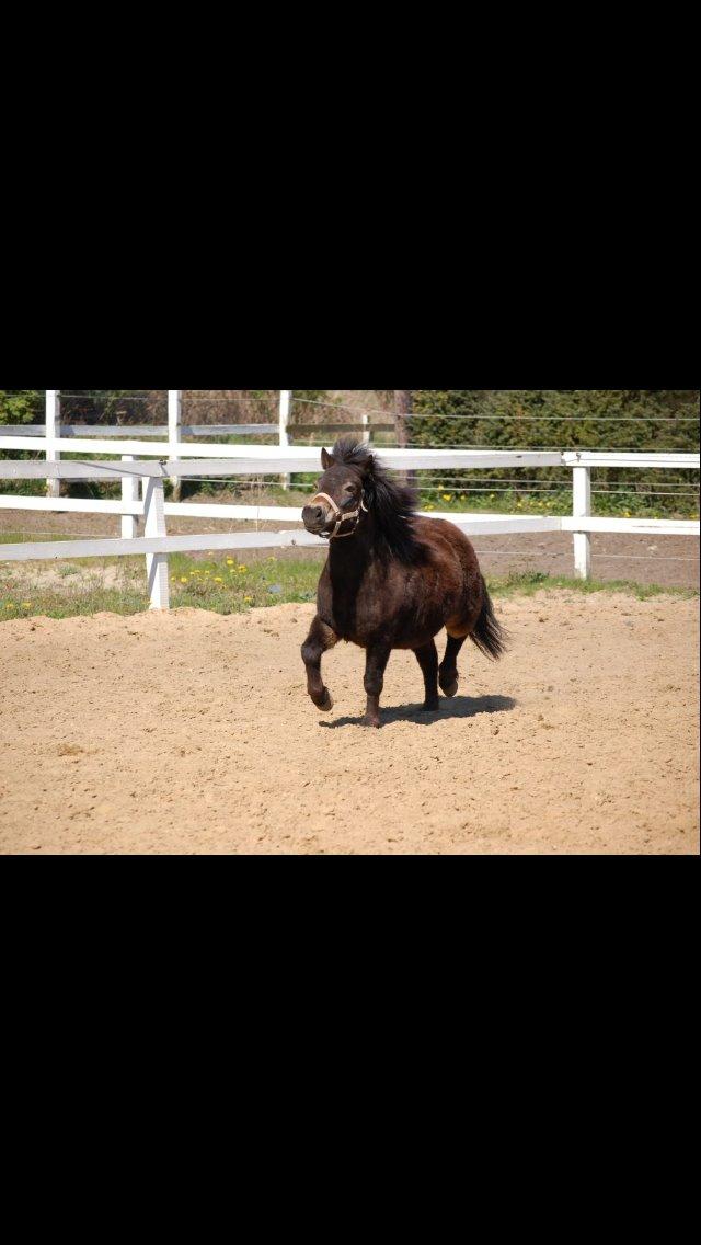 Shetlænder Bogø's Lady billede 3